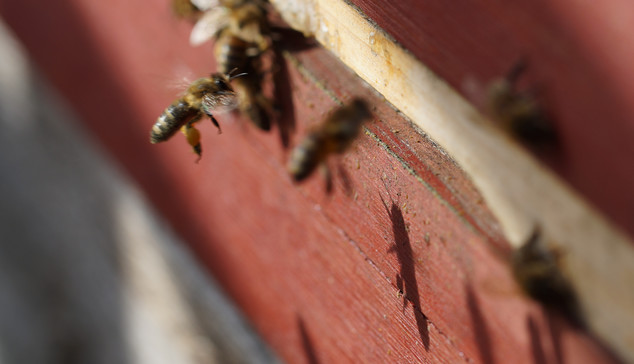 Bienen am Einflugschlitz einer Bienenbeute. Eine wirft einen länglichen, etwas furchterregenden Schatten.