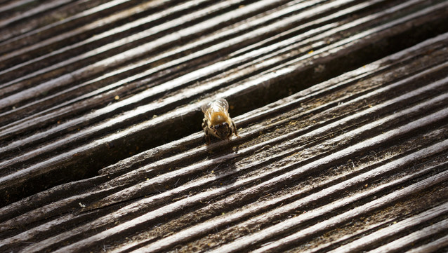 Biene halb von vorne oben, auf einem Dielenboden.