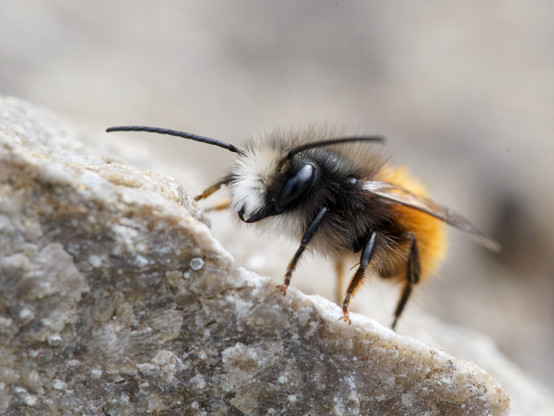 Wildbiene in Nahaufnahme: Gelborangenes Hinterteil, schwarz vorne, sehr haarig, weißlicher Iro auf dem Kopf.
